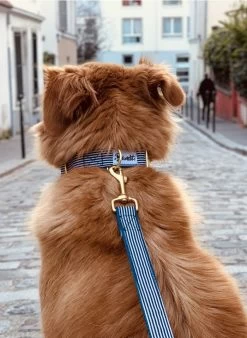 IN THE NAVY - Gestreepte Hondenleiband | Blauw -Huishoudartikelen Winkel 3441969