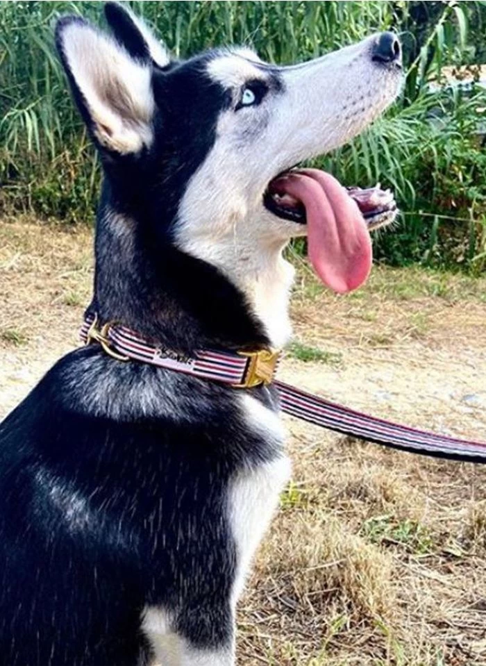 THE FRENCH BANBAN - Gestreepte Hondenleiband | Blauw 3 THE FRENCH BANBAN - Gestreepte Hondenleiband | Blauw - Afbeelding 3