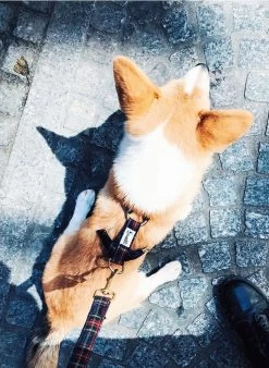 OH MY LORD - Hondenleiband Met Ruitjesmotief | Blauw -Huishoudartikelen Winkel 3441974 1