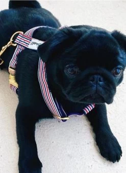 THE FRENCH BANBAN - Gestreepte Hondenleiband | Blauw 7 THE FRENCH BANBAN - Gestreepte Hondenleiband | Blauw -Huishoudartikelen Winkel 3442003 1