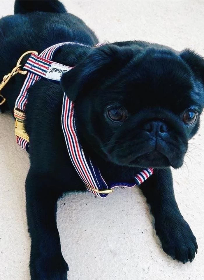 THE FRENCH BANBAN - Gestreepte Hondenleiband | Blauw 4 THE FRENCH BANBAN - Gestreepte Hondenleiband | Blauw - Afbeelding 4