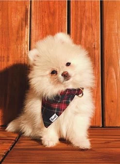 OH MY LORD - Hondenbandana Met Ruitjesmotief | Blauw -Huishoudartikelen Winkel 3442079