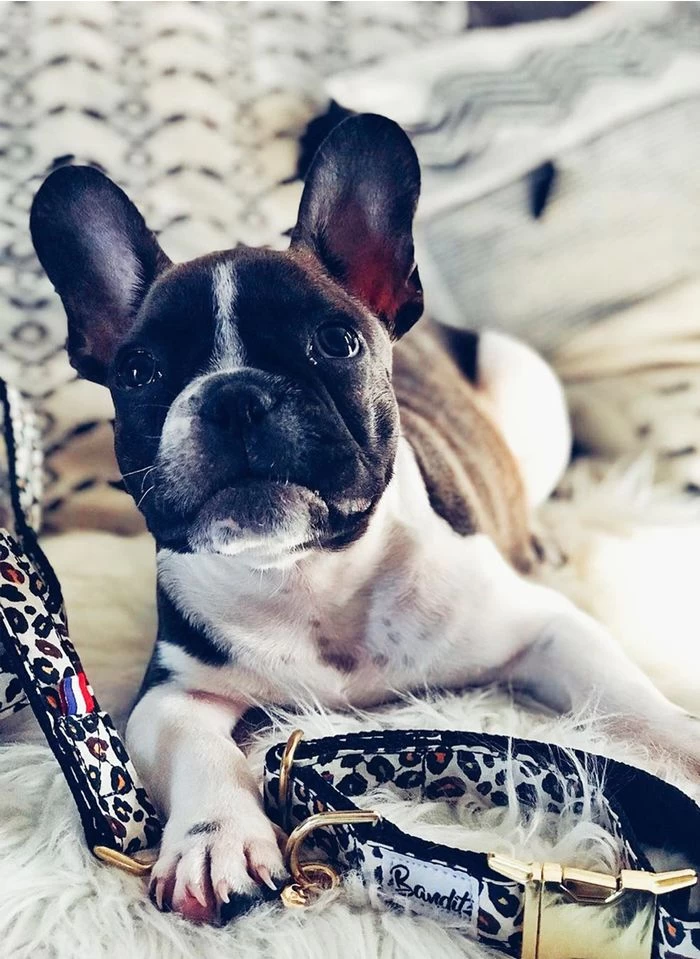 WILD WILD WOUF - Hondenleiband Met Luipaardmotief | Beige 3 WILD WILD WOUF - Hondenleiband Met Luipaardmotief | Beige - Afbeelding 3