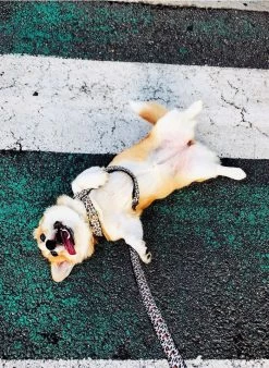 WILD WILD WOUF - Hondenleiband Met Luipaardmotief | Beige 7 WILD WILD WOUF - Hondenleiband Met Luipaardmotief | Beige -Huishoudartikelen Winkel 3442100 1