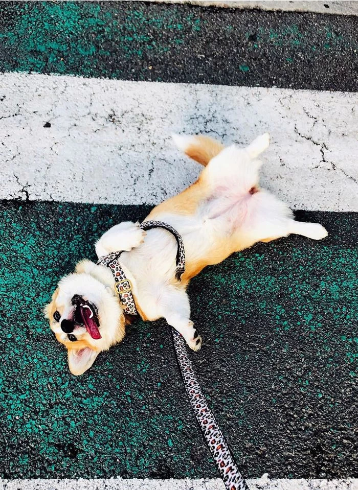 WILD WILD WOUF - Hondenleiband Met Luipaardmotief | Beige 4 WILD WILD WOUF - Hondenleiband Met Luipaardmotief | Beige - Afbeelding 4